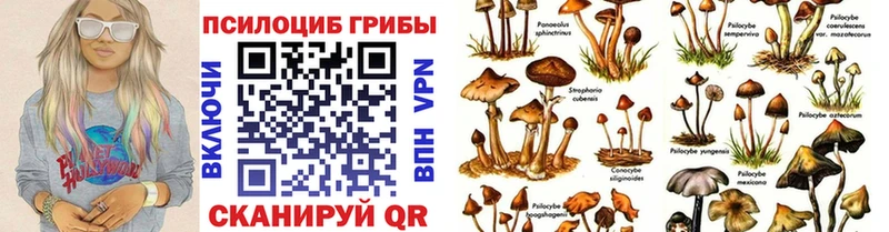 где можно купить наркотик Шатура Галлюциногенные грибы Cubensis